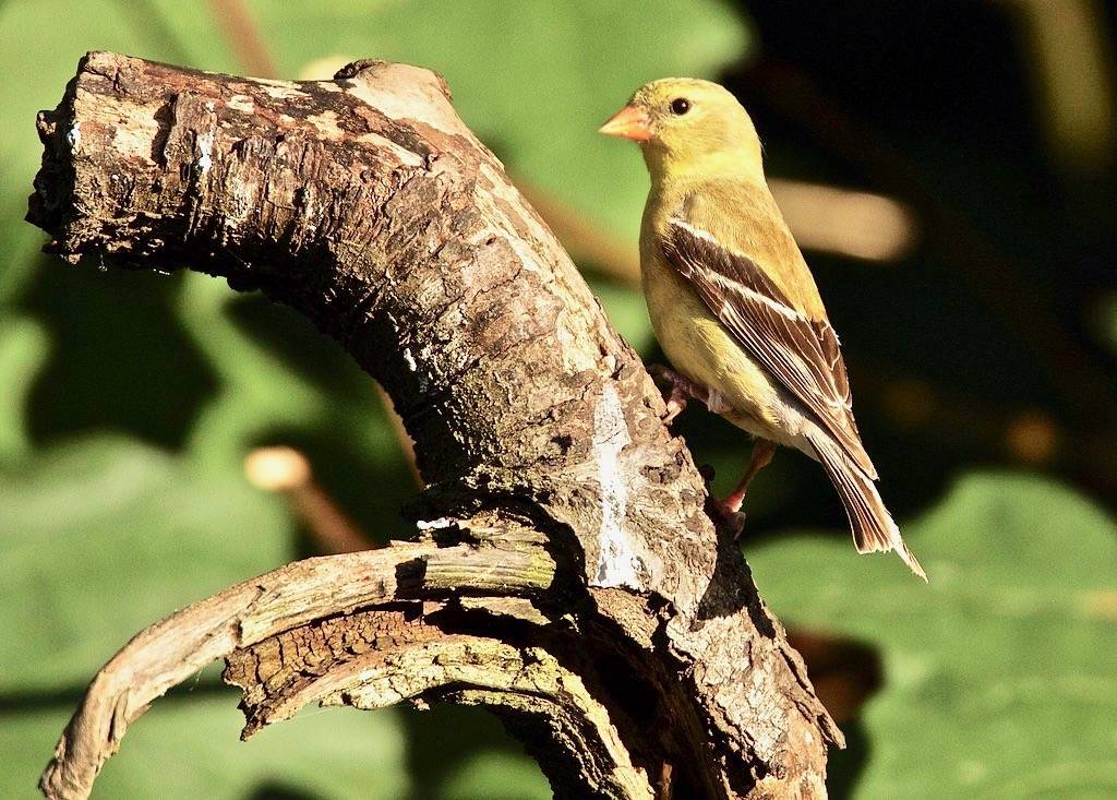 American Goldfinch Female by jerrygabby1 is licensed under CC BY-NC 2.0